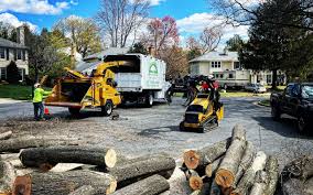 How Our Tree Care Process Works  in  Avondale Estates, GA