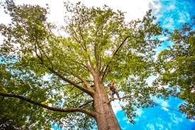 Best Tree Cabling and Bracing  in Avondale Estates, GA