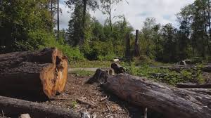 Best Utility Line Clearance  in Avondale Estates, GA