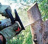 Best Fruit Tree Pruning  in Avondale Estates, GA