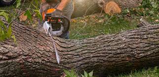 Best Tree Health Inspection  in Avondale Estates, GA