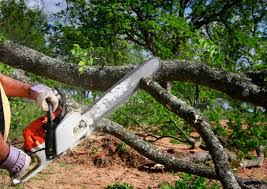Best Tree Trimming and Pruning  in Avondale Estates, GA
