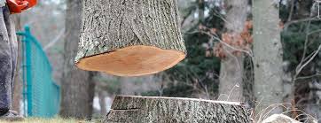 Avondale Estates, GA Tree Care Company