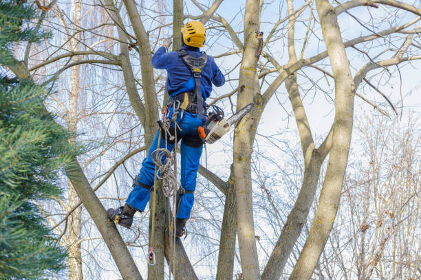 Best Aeration Services  in Avondale Estates, GA