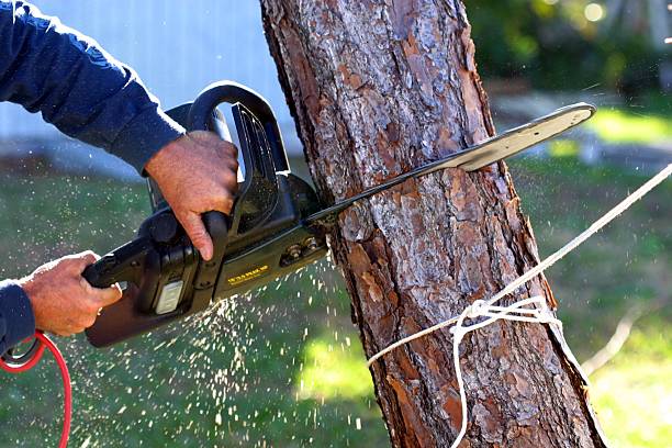 Best Hazardous Tree Removal  in Avondale Estates, GA