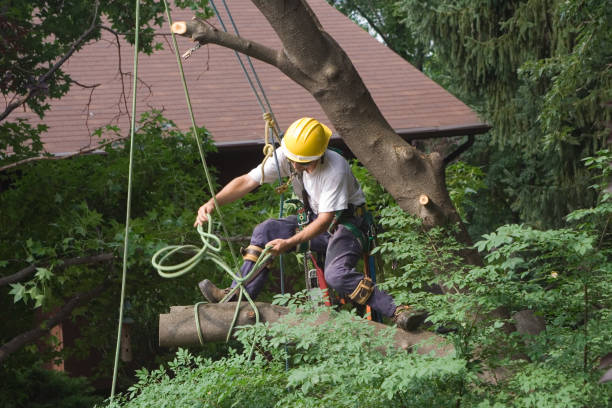 Best Tree Mulching  in Avondale Estates, GA
