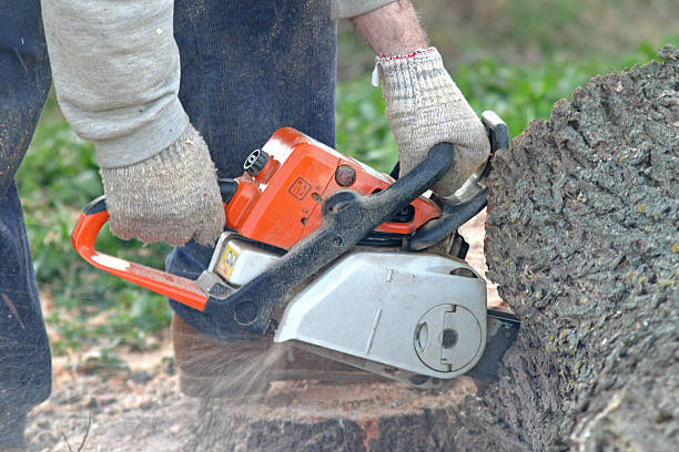  Avondale Estates, GA Tree Care Pros