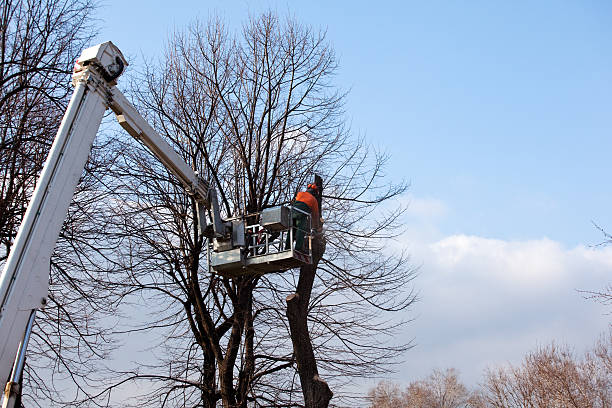 Best Root Management and Removal  in Avondale Estates, GA