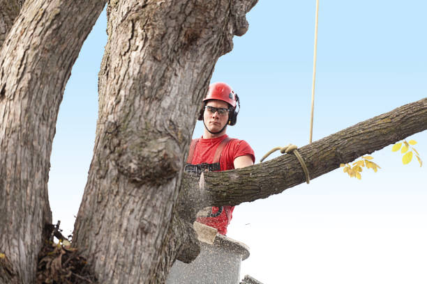 Best Tree Maintenance Programs  in Avondale Estates, GA